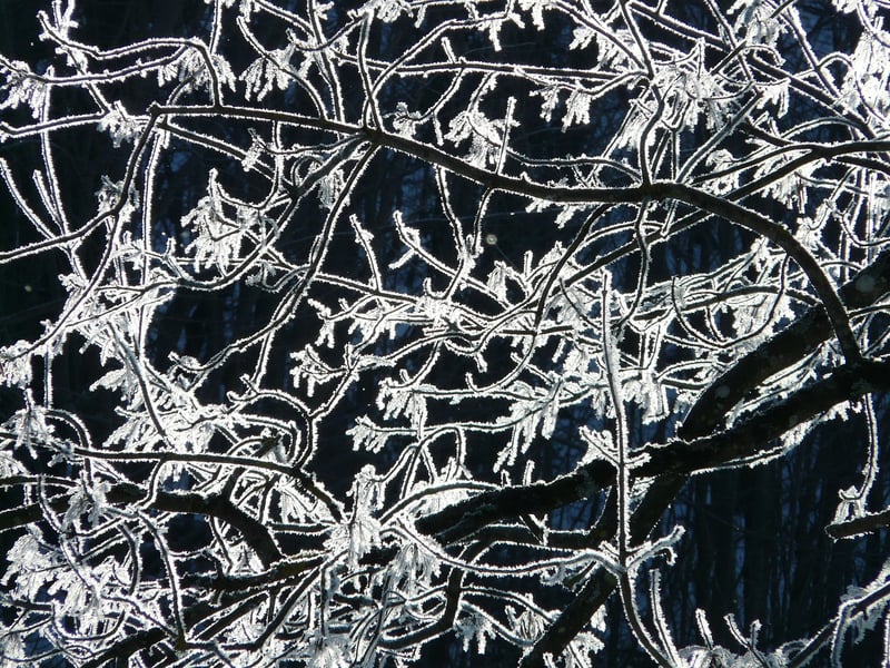 Ice Dragon